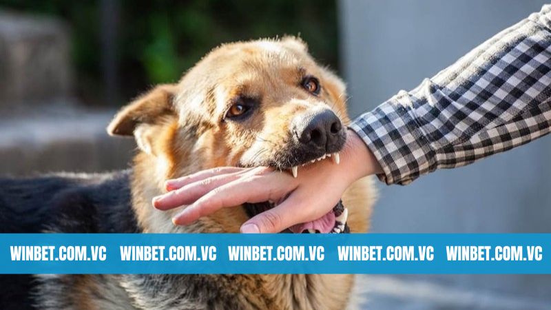 Giải Mã Hiện Tượng Nằm Mơ Thấy Bị Chó Cắn Cùng Winbet 2 Ý nghĩa hiện tượng nằm mơ thấy bị chó cắn
